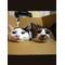 猫まんま