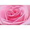 RoSe[D:F991]RoSe[D:F991]