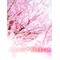 cherry＊blossom