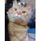 [V:4F47]猫LOVE集まれ[V:4F47]
